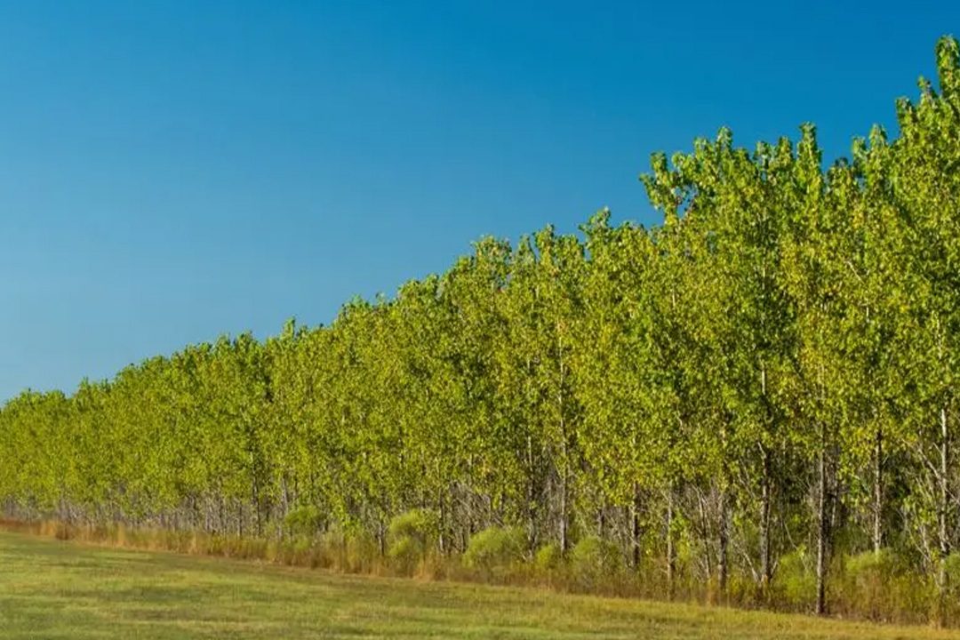 Image of treelined field